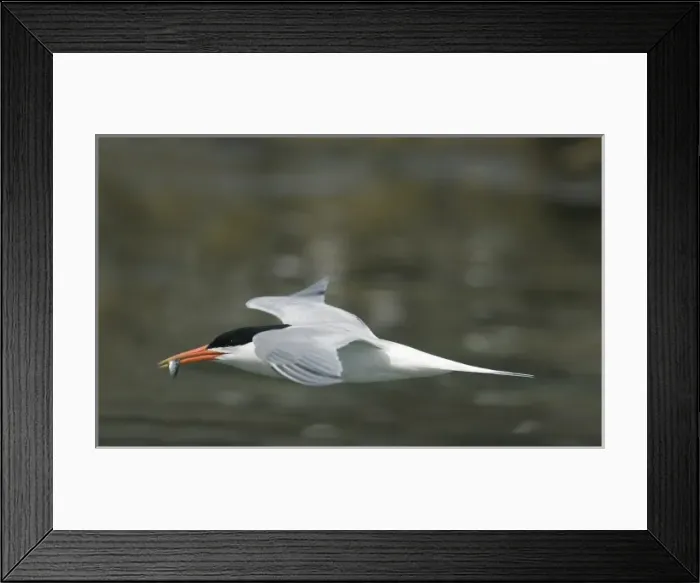 Framed Print : Elegant tern, (Sterna elegans), flying with fish in beak, Isla Rasa, Sea of Cortez Framed Print : Elegant tern, (Sterna elegans), flying with fish in beak, Isla Rasa, Sea of Cortez