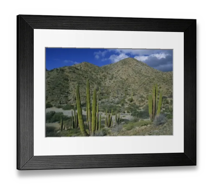 Framed Print : Cactus, Cardon Cactus, endemic, Island Santa Catalina, Baja California, Mexico