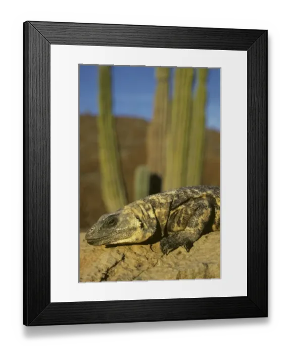 Framed Print : North America, Mexico Framed Print : North America, Mexico