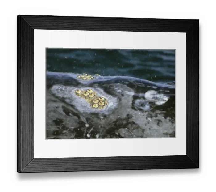 Framed Print : Grey Whale (Eschrichtius robustus) Barnacles on head, San Ignacio Lagoon, Baja California, Mexico Framed Print : Grey Whale (Eschrichtius robustus) Barnacles on head, San Ignacio Lagoon, Baja California, Mexico