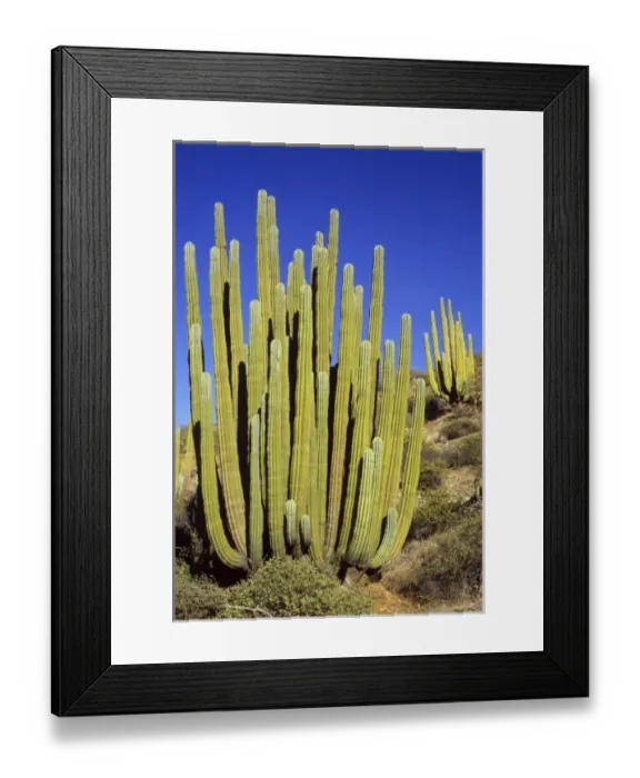 Framed Print : Giant Cardon Cactus, Baja California, Mexico