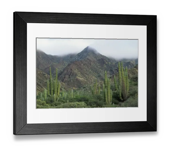 Framed Print : Cardon Cactus, (Pachycereus pringlei), Isla San Esteban, Baja California, Mexico