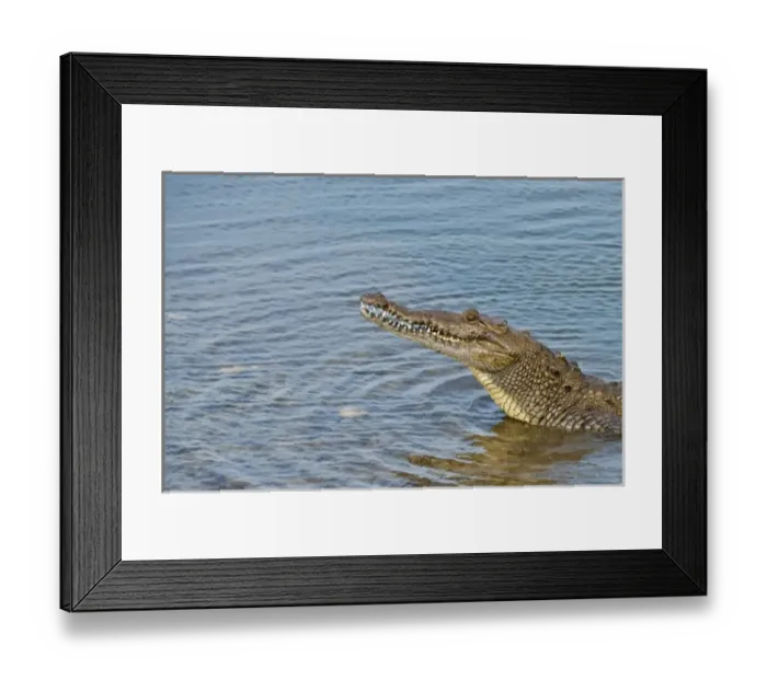 Framed Print : Mexico, Cozumel. Saltwater crocodile in Punta Sur Park, Isla de Cozumel (Cozumel Island) Framed Print : Mexico, Cozumel. Saltwater crocodile in Punta Sur Park, Isla de Cozumel (Cozumel Island)
