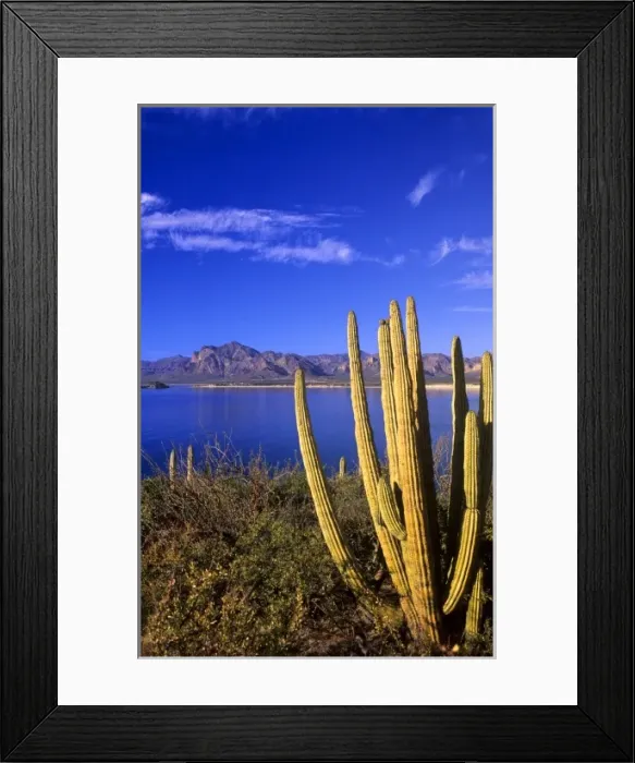 Framed Print : San Carlos, Mexico Framed Print : San Carlos, Mexico