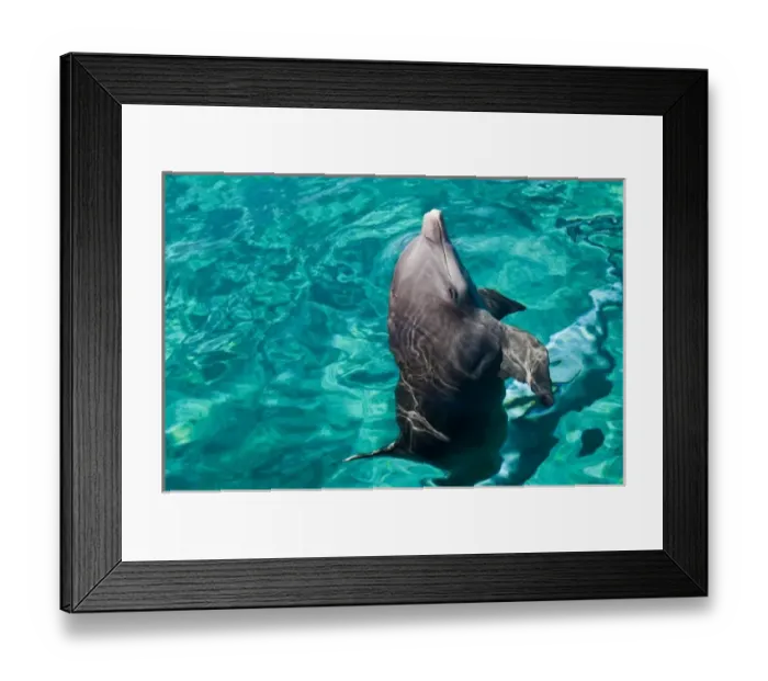 Framed Print : Mexico, Cozumel. Dolphin Discovery at Chankanaab Park, Isla de Cozumel (Cozumel Island)