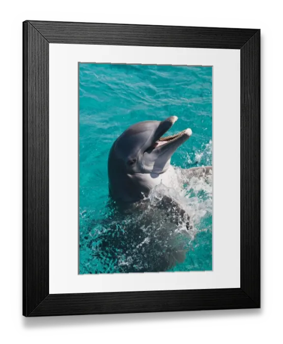 Framed Print : Mexico, Cozumel. Dolphin Discovery at Chankanaab Park, Isla de Cozumel (Cozumel Island)