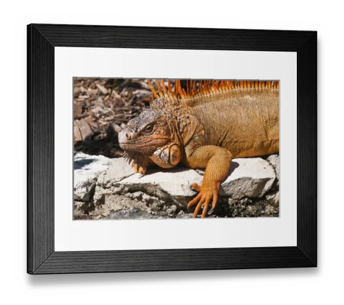 Framed Print : Mexico, Cozumel. Iguana Isla de Cozumel (Cozumel Island) Framed Print : Mexico, Cozumel. Iguana Isla de Cozumel (Cozumel Island)
