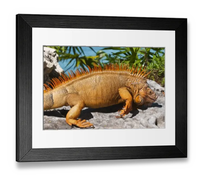 Framed Print : Mexico, Cozumel. Iguana Isla de Cozumel (Cozumel Island) Framed Print : Mexico, Cozumel. Iguana Isla de Cozumel (Cozumel Island)