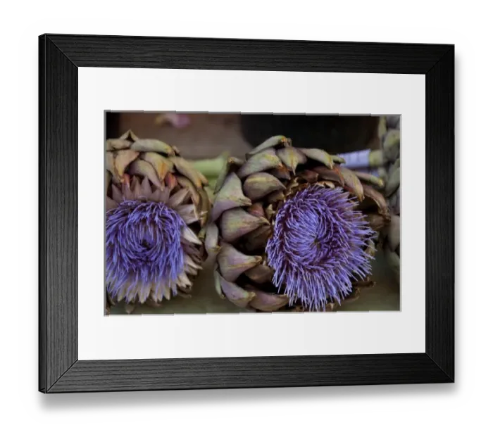 Framed Print : Germany, Bavaria, Passau. Open-air farmers market. Ornimental artichoke flower Framed Print : Germany, Bavaria, Passau. Open-air farmers market. Ornimental artichoke flower
