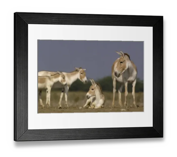 Framed Print : Asia, India Framed Print : Asia, India