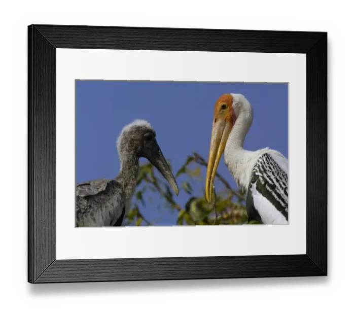Framed Print : Painted stork on nest with chicks (Mycteria leucocephala). In a village near Framed Print : Painted stork on nest with chicks (Mycteria leucocephala). In a village near