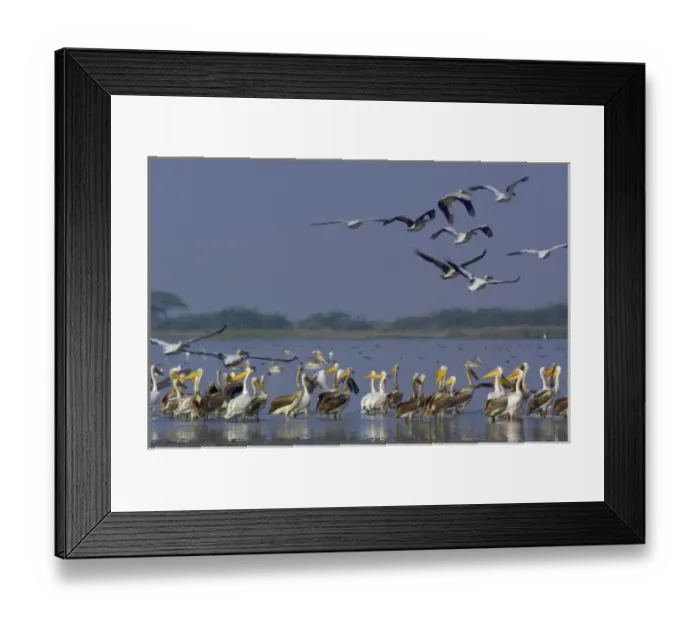 Framed Print : Great White Pelicans (Pelecanus onocrotalus). At salt pans of Runn of Kutch. Gujarat Framed Print : Great White Pelicans (Pelecanus onocrotalus). At salt pans of Runn of Kutch. Gujarat