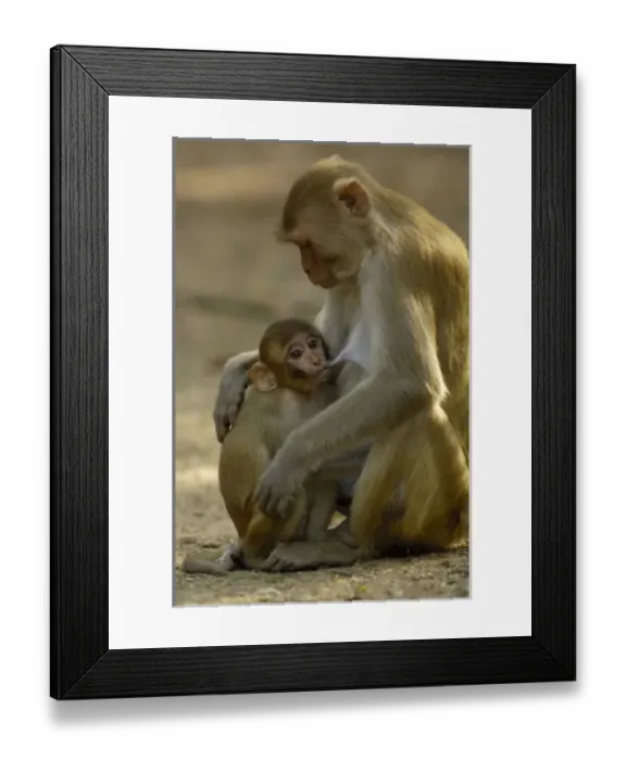 Framed Print : Asia, India Framed Print : Asia, India