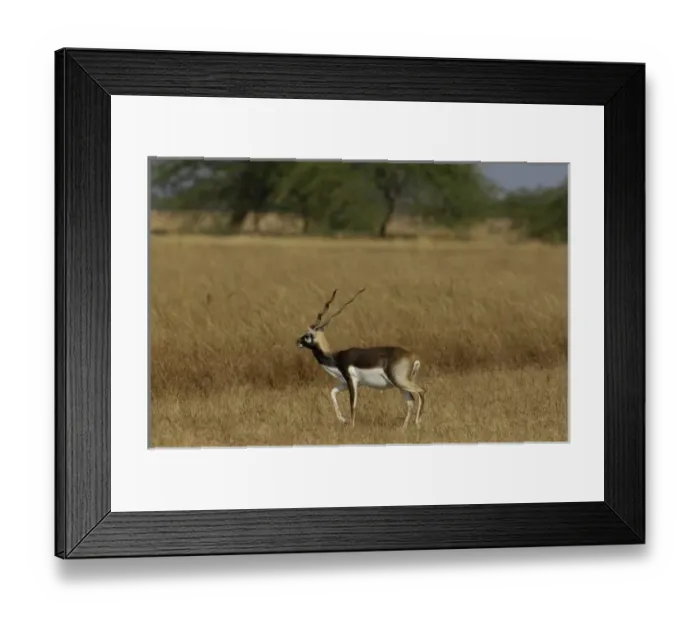 Framed Print : Blackbuck - male (Antelope cervicapra). Velavadar National Park. Gujarat. SW Framed Print : Blackbuck - male (Antelope cervicapra). Velavadar National Park. Gujarat. SW