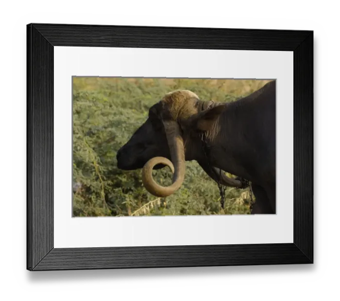 Framed Print : Asia, India Framed Print : Asia, India