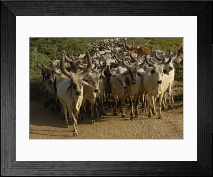 Framed Print : Kanarej cattle belonging to the Jhalavadi Rabari subgroup found around the Little Rann of Kutch Framed Print : Kanarej cattle belonging to the Jhalavadi Rabari subgroup found around the Little Rann of Kutch