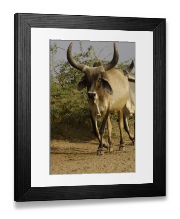 Framed Print : Asia, India Framed Print : Asia, India