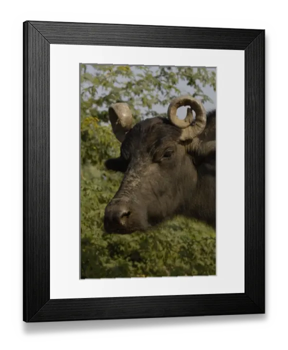Framed Print : Asia, India Framed Print : Asia, India