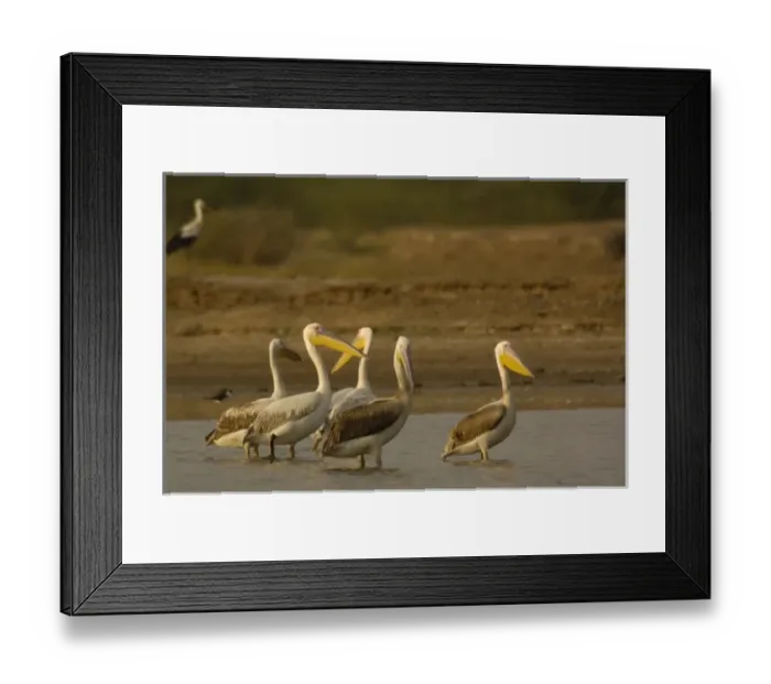 Framed Print : Great White Pelicans (Pelecanus onocrotalus). Velavadar National Park. Gujarat. SW INDIA Framed Print : Great White Pelicans (Pelecanus onocrotalus). Velavadar National Park. Gujarat. SW INDIA