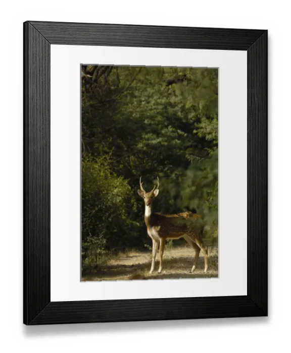 Framed Print : Asia, India