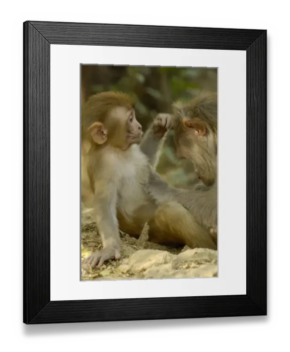 Framed Print : Asia, India