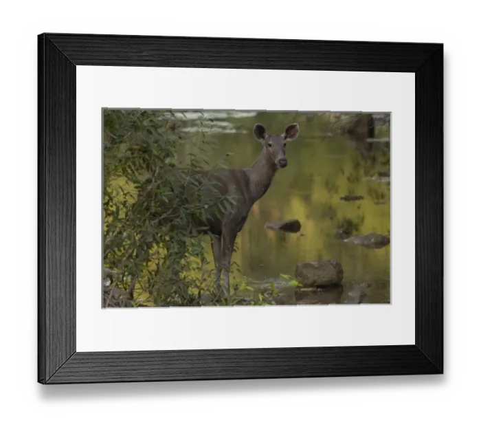 Framed Print : Asia, India Framed Print : Asia, India