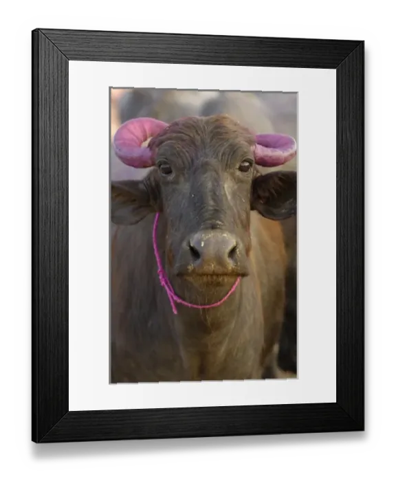 Framed Print : Water buffalo decorated for Diwali festival. This is the most important Hindu festival Framed Print : Water buffalo decorated for Diwali festival. This is the most important Hindu festival