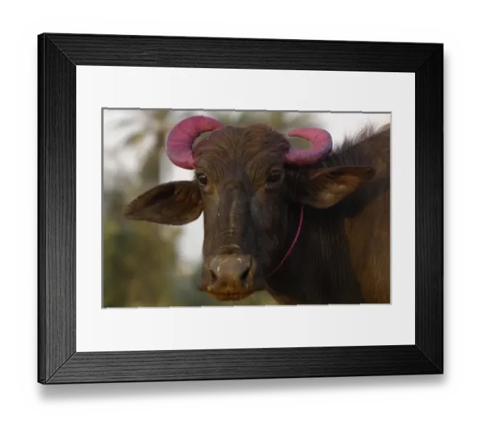 Framed Print : Water buffalo decorated for Diwali festival. This is the most important Hindu festival Framed Print : Water buffalo decorated for Diwali festival. This is the most important Hindu festival