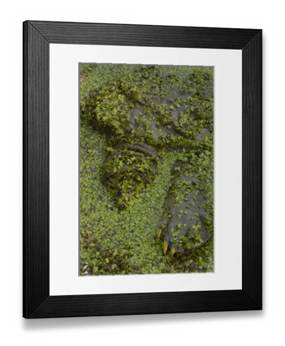 Framed Print : Asia, India Framed Print : Asia, India