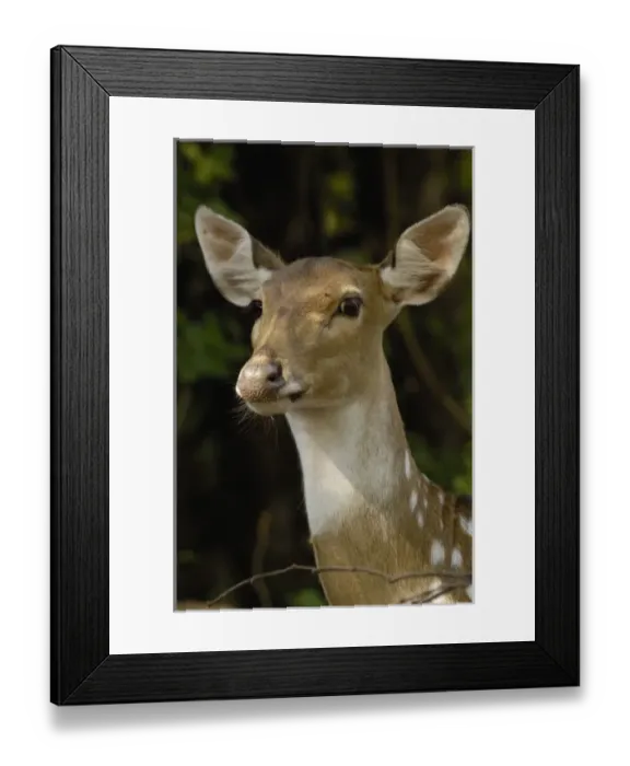 Framed Print : Asia, India Framed Print : Asia, India