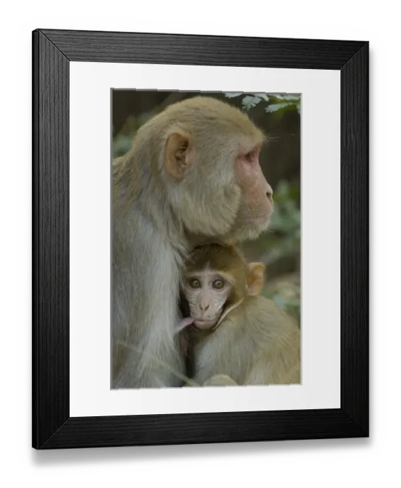 Framed Print : Asia, India