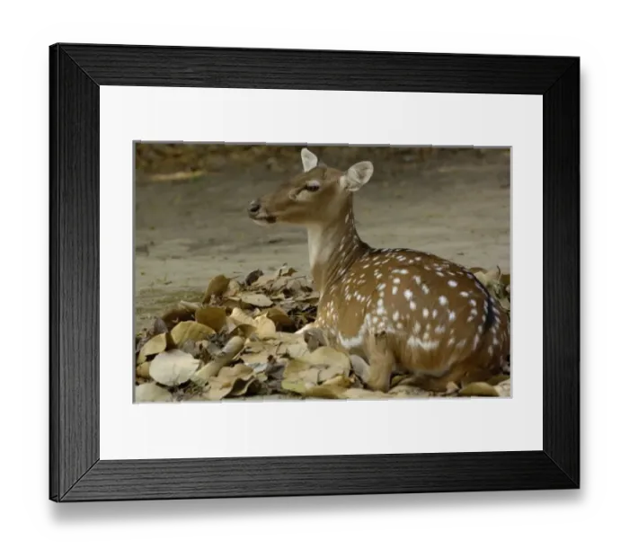 Framed Print : Asia, India Framed Print : Asia, India