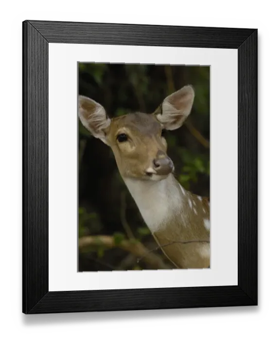 Framed Print : Asia, India Framed Print : Asia, India