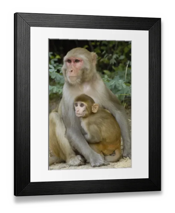 Framed Print : Asia, India Framed Print : Asia, India