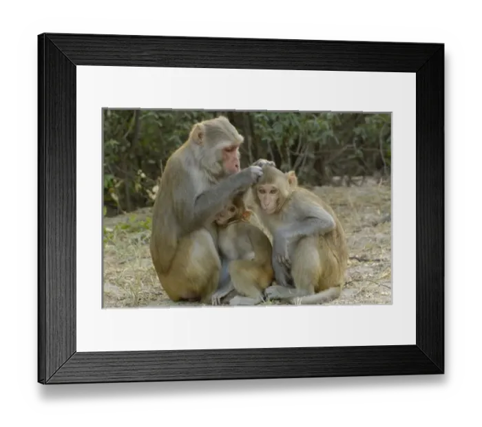 Framed Print : Asia, India Framed Print : Asia, India