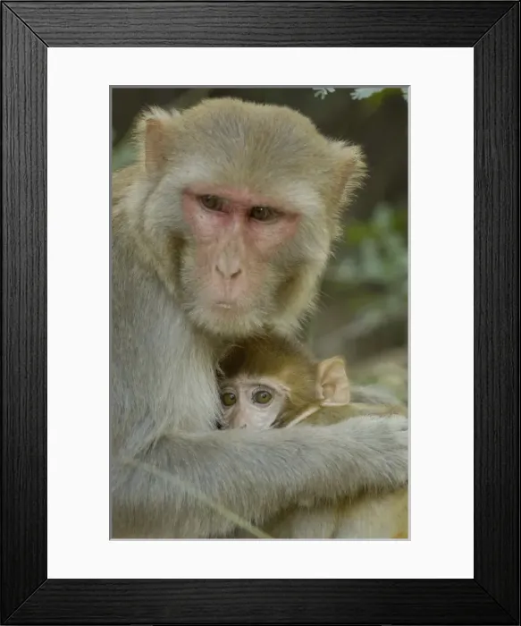 Framed Print : Asia, India Framed Print : Asia, India
