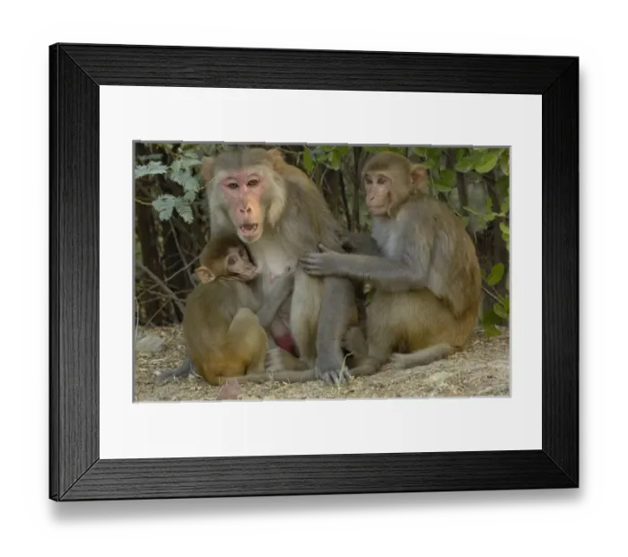 Framed Print : Rhesus Macaques (Macaca mulatta) mother & baby in Bharatpur National Park or Keoladeo Framed Print : Rhesus Macaques (Macaca mulatta) mother & baby in Bharatpur National Park or Keoladeo