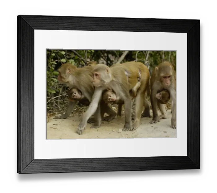 Framed Print : Asia, India Framed Print : Asia, India