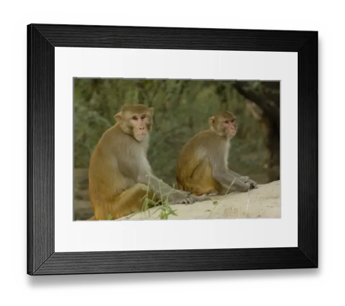 Framed Print : Rhesus Macaques (Macaca mulatta) in Bharatpur National Park or Keoladeo Ghana Sanctuary