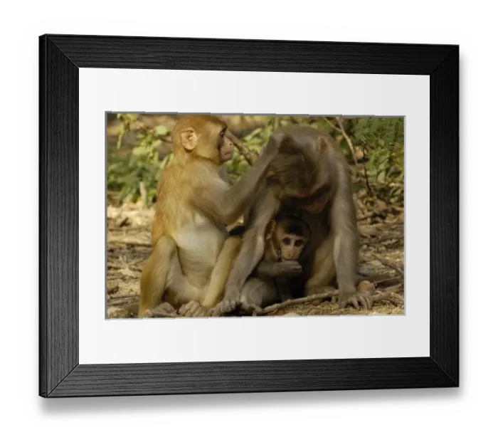 Framed Print : Asia, India Framed Print : Asia, India