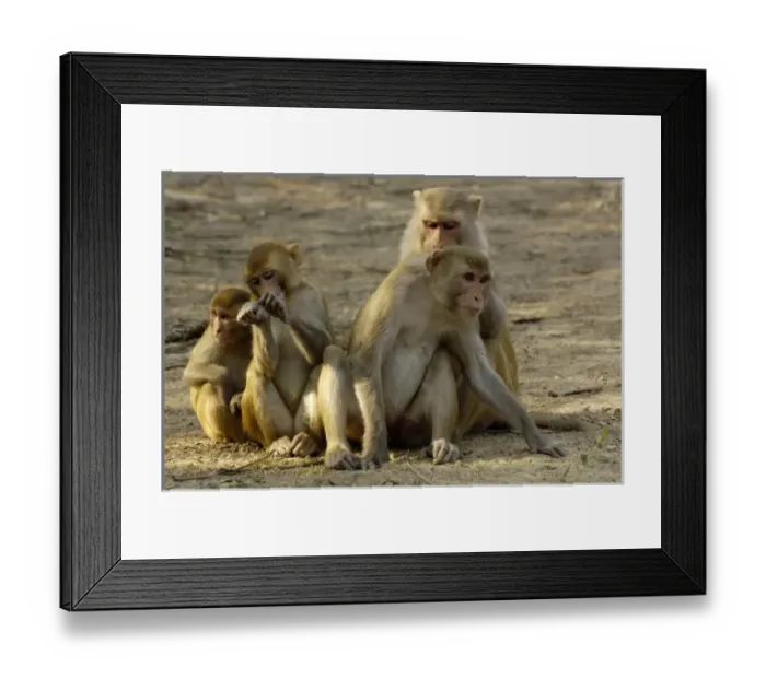 Framed Print : Asia, India Framed Print : Asia, India