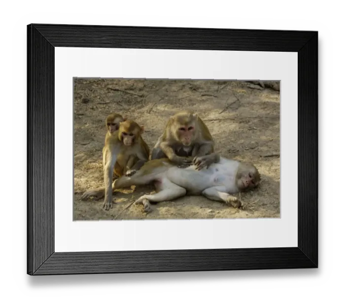 Framed Print : Asia, India Framed Print : Asia, India