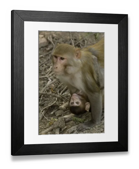 Framed Print : Rhesus Macaques (Macaca mulatta) mother & baby in Bharatpur National Park or Keoladeo Framed Print : Rhesus Macaques (Macaca mulatta) mother & baby in Bharatpur National Park or Keoladeo