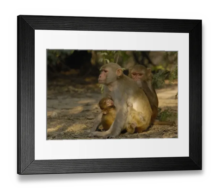Framed Print : Rhesus Macaques (Macaca mulatta) grooming each other in Bharatpur National Park or