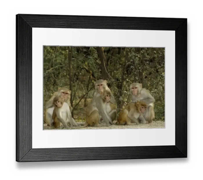 Framed Print : Asia, India Framed Print : Asia, India