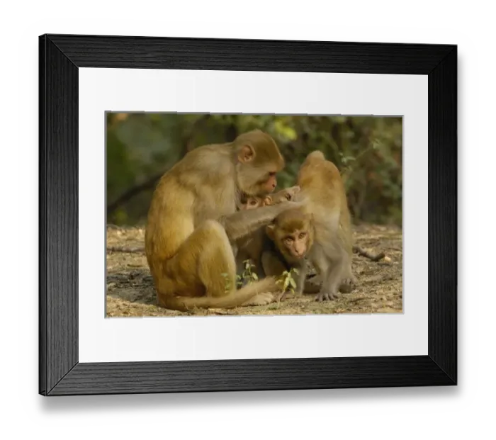 Framed Print : Asia, India Framed Print : Asia, India