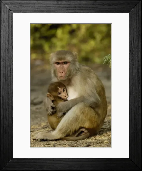 Framed Print : Asia, India Framed Print : Asia, India
