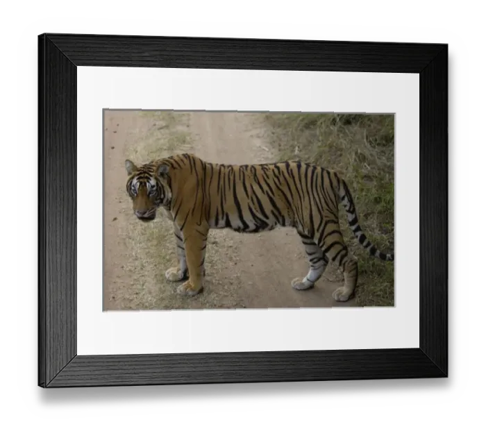 Framed Print : Asia, India Framed Print : Asia, India