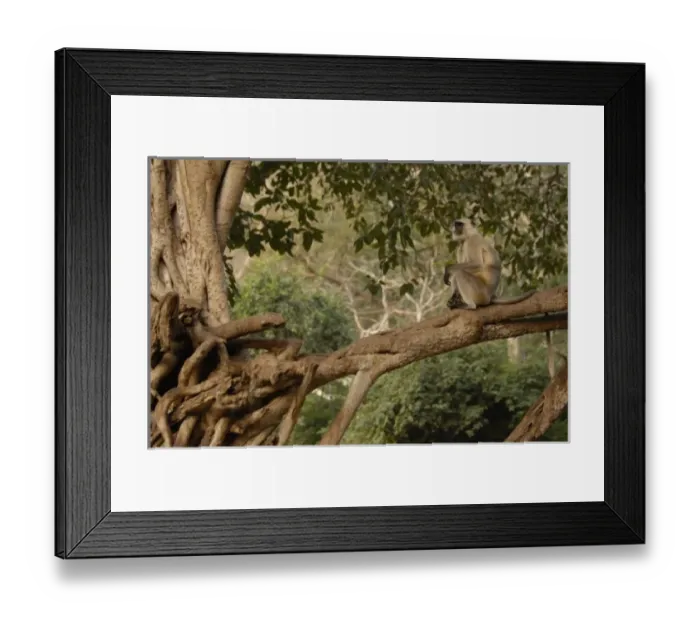 Framed Print : Asia, India Framed Print : Asia, India