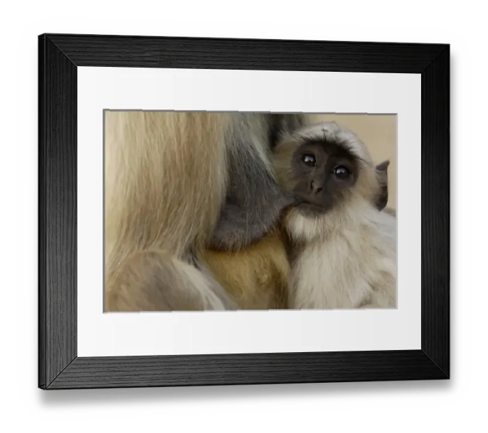 Framed Print : Hanuman Langur or Black-faced, Common or Grey Langur (Presbytis entellus) Ranthambhore